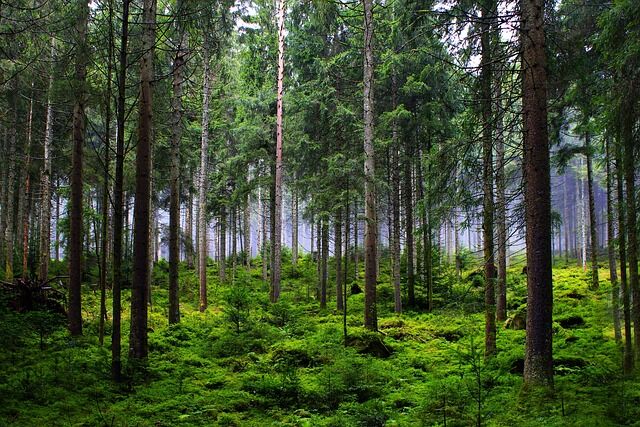 forest 6874717 640