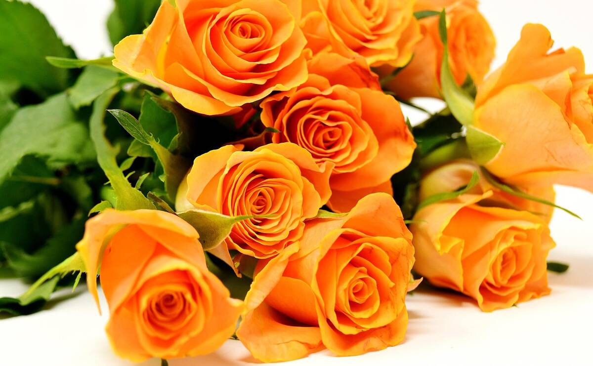 roses 3418141 1280