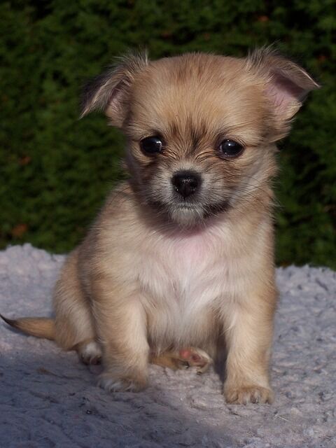 animals 178809 640