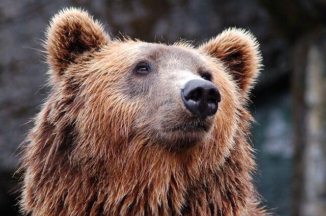 bear 1283347 640