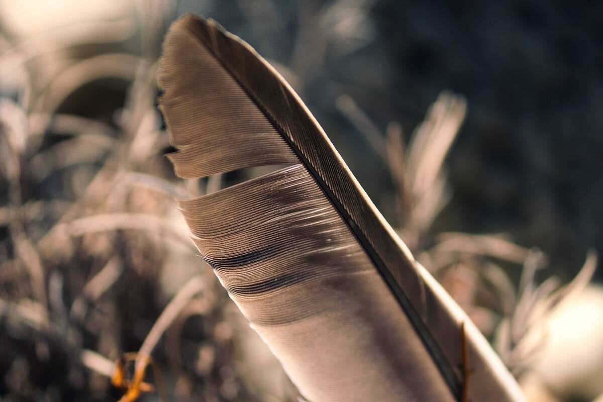 bird feather 5621823 1280