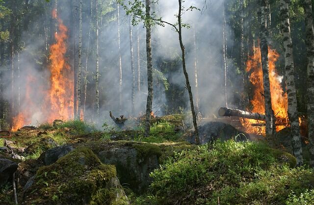 forest fire 432870 640