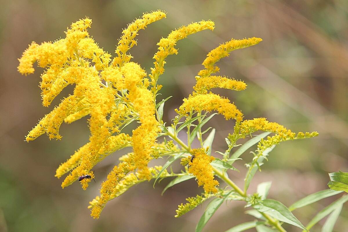 goldenrod 1586871 1280